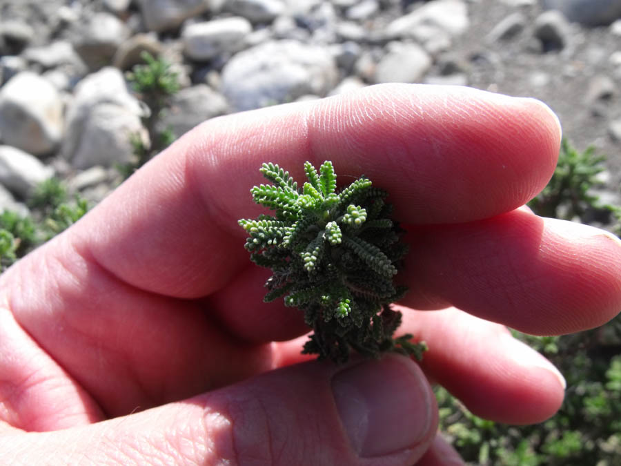 Santolina etrusca / Crespolina etrusca